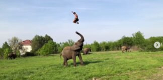 Rene Kaselowsky Elephant Stunt Video Goes Viral